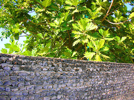 04 Walls of Coral, Uligan, Maldives